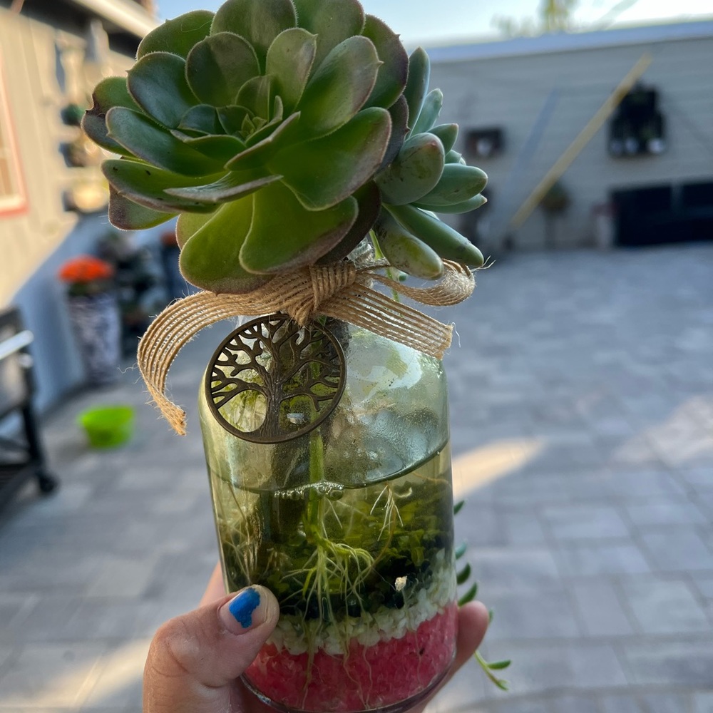 Hydroponically (water) grown succie